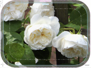 crop1sep25 crop 36 trad tray birch 27x20cm orig kröll winchester cathedral retouch print ary 300921 forbicon9feb2025