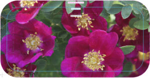 crop1sep25 crop 55 trad tray birch 32x15cm orig kröll single cherry, beskuren 3 sharp ary 300032 forbicon11feb2025