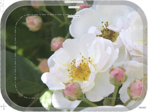 tray garden rose trier 27x20cm