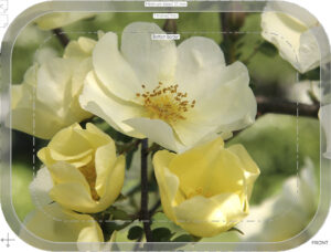 crop crop 34 trad tray birch 27x20cm orig kröll rosa cantabrigiensis img 6272sharp forbicon