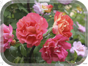 crop crop 35 trad tray birch 27x20cm orig kröll gebrüder grimm img 0362 printsharp forbicon