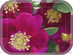 crop crop 37 trad tray birch 27x20cm orig kröll single cherry, beskuren 3 sharp forbicon