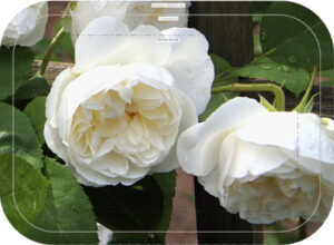 crop crop 65 trad garden tray birch 34x24cm orig kröll winchester cathedral retouch print ary 300924 forbicon28oct2025