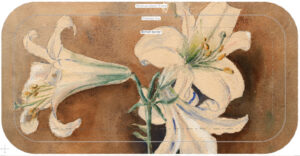 web crop crop 113 27apr26 32x15cm scan by proimages amaryllis lilly 241010 forbicon 002x lowres